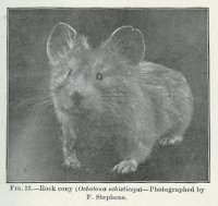 Photograph of Pika